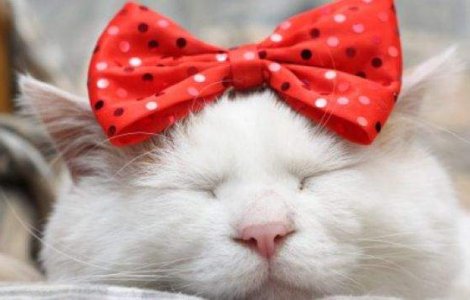 Expozitii de caini, pisici intre 16 - 18 mai in Capitala