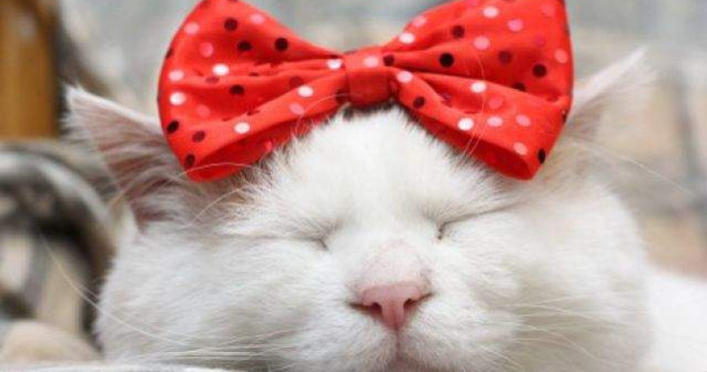 Expozitii de caini, pisici intre 16 - 18 mai in Capitala