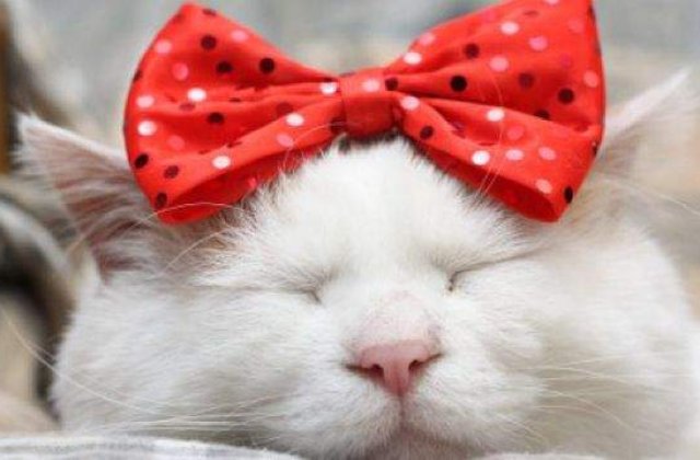 Expozitii de caini, pisici si pesti exotici, la Pet Expo 2014, intre 16 - 18 mai, la Romexpo