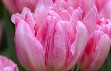  Top   Foto  Zece fotografii fantastice care iti vor face ziua mai buna