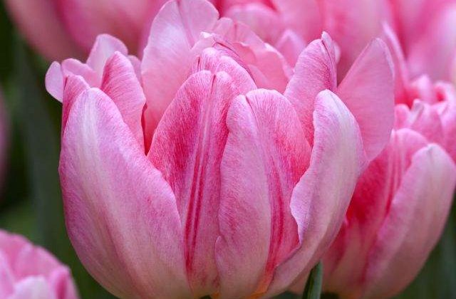 [FOTO] Zece fotografii fantastice care iti vor face ziua mai buna