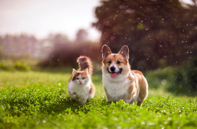 Câinii și pisicile contribuie la „educaţia imunitară timpurie” a copiilor