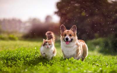 Câinii și pisicile contribuie...