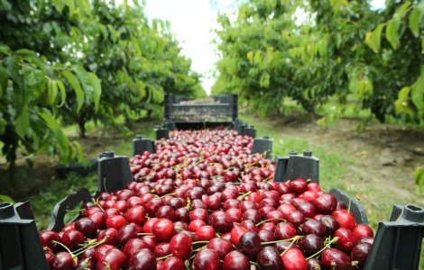 De ce nu trebuie să combini niciodată cireșele cu alte fructe sau alimente
