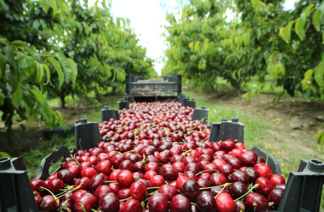 A &icirc;nceput sezonul cireșelor. De ce nu trebuie să combini niciodată cireșele cu alte fructe sau alimente