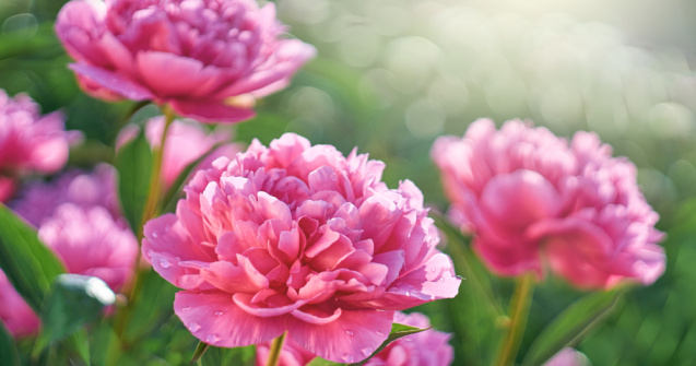 O facultate adună semnături pentru ca bujorul să fie desemnat Floare Naţională