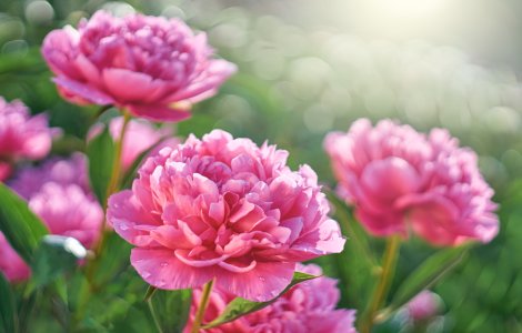 Facultatea de Horticultură adună semnături pentru ca bujorul să fie desemnat Floare Naţională