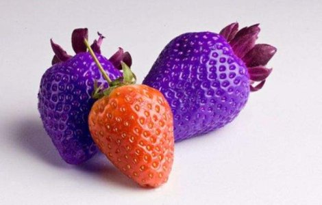 Organismele modificate genetic nu exista pericol real pentru om