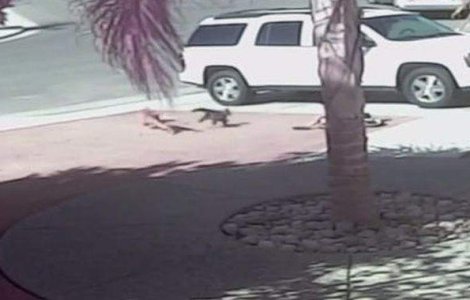  Video  Impresionant! O pisica salveaza un copil din gura unui caine