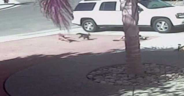  Video  Impresionant! O pisica salveaza un copil din gura unui caine