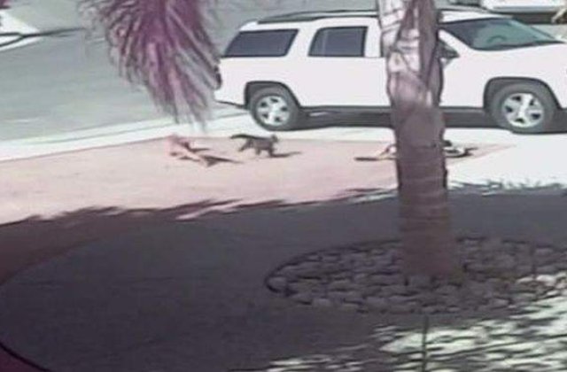 [VIDEO] Impresionant! O pisica salveaza un copil din gura unui caine violent!