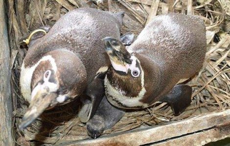 Doi pinguini gay cresc impreuna un pui intr-o gradina zoologica