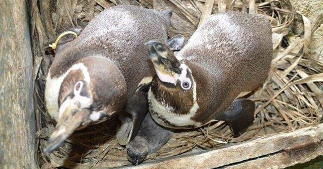 Doi pinguini gay cresc impreuna un pui intr-o gradina zoologica