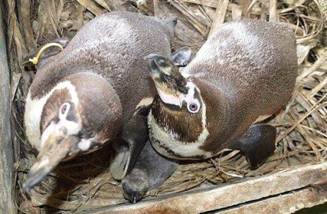 Doi pinguini gay cresc impreuna un pui intr-o gradina zoologica