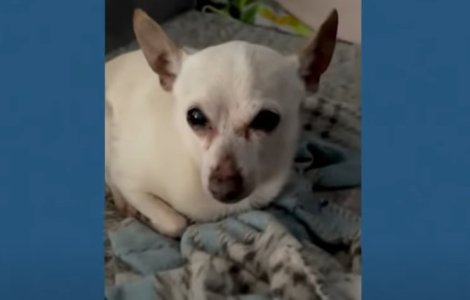 Un toy fox terrier a intrat în Cartea Recordurilor drept cel mai bătrân câine