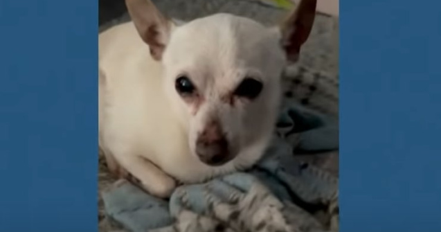 Un toy fox terrier a intrat în Cartea Recordurilor drept cel mai bătrân câine