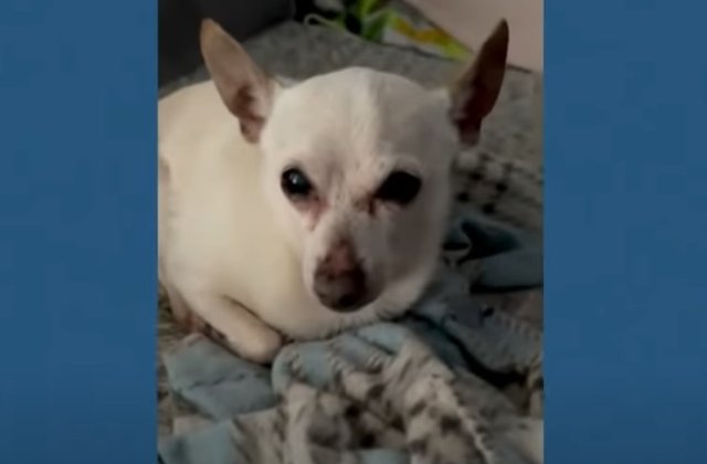 Un toy fox terrier a intrat &icirc;n Cartea Recordurilor drept cel mai bătr&acirc;n c&acirc;ine din lume. Ce v&acirc;rstă are patrupedul