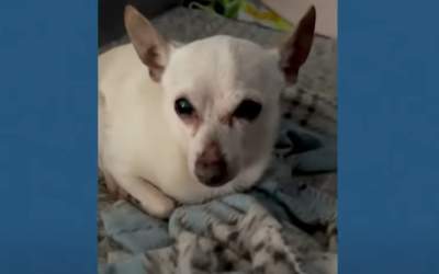 Un toy fox terrier a intrat...