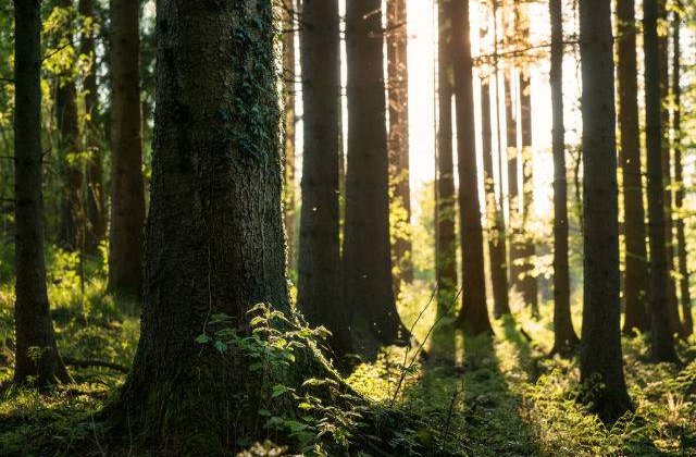 Prognoza meteo: Cum va fi vremea in urmatoarele doua saptamani