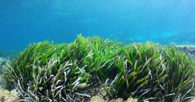 VIDEO Cea mai mare întinsă plantă de pe Pământ. Unde se găsește și cât de mult crește anual