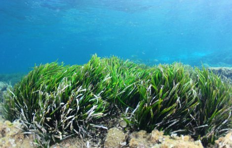 VIDEO Cea mai mare întinsă plantă de pe Pământ. Unde crește Posidonia australis