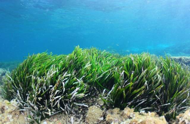 VIDEO Cea mai mare &icirc;ntinsă plantă de pe Păm&acirc;nt. Unde se găsește și c&acirc;t de mult crește anual