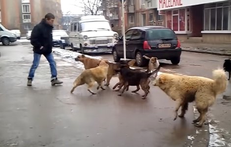 Parlamentarii AUR readuc în dezbatere eutanasierea maidanezilor