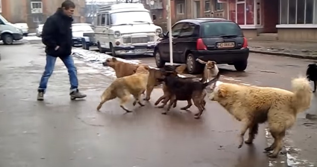 Parlamentarii AUR readuc în dezbatere eutanasierea maidanezilor