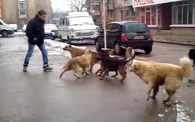 Eutanasierea maidanezilor...