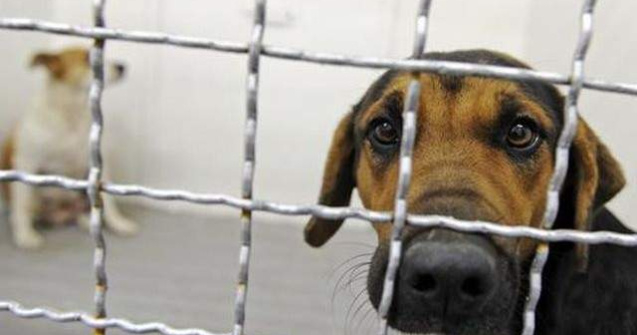 Studiu: Peste 60% din romani nu sunt de acord cu eutanasierea maidanezilor