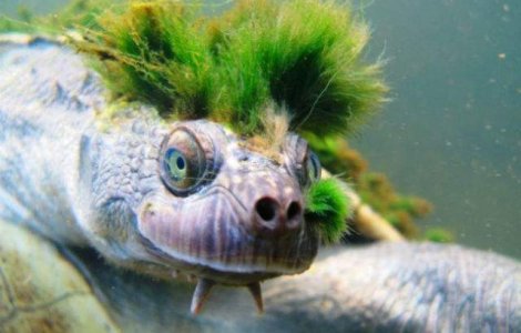  Top  Ziua Mondiala a Broastelor Testoase: 10 specii bizare despre care nu stiai ca exista