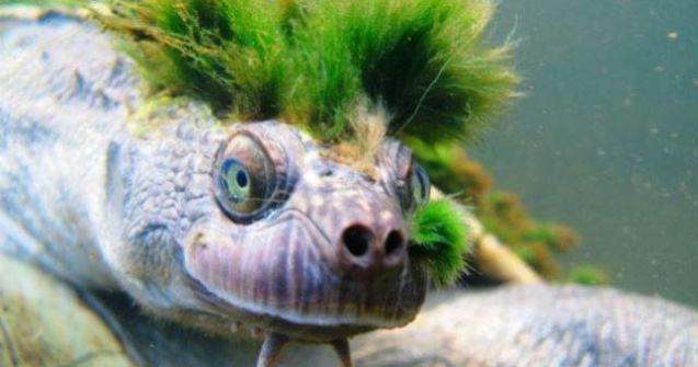  Top  Ziua Mondiala a Broastelor Testoase: 10 specii bizare