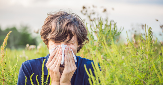 Alergia la ambrozie. Care sunt simptomele și cum se tratează aceasta