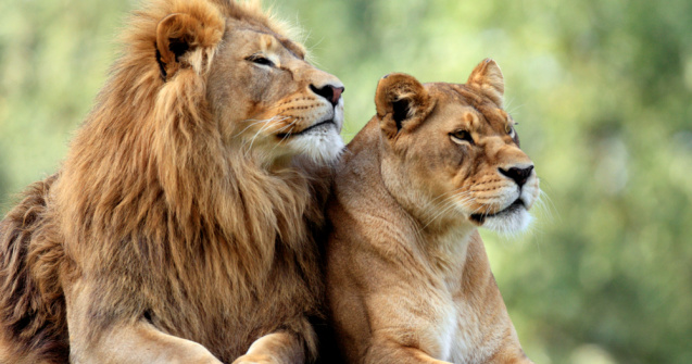 Alertă la Grădina Zoologică din Rădăuți. Doi lei au scăpat din cușcă