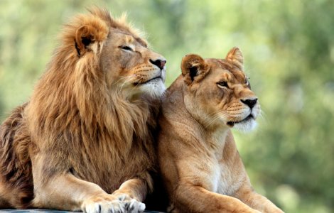 Alertă la Grădina Zoologică din Rădăuți. Doi lei au scăpat din cușcă