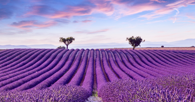 Lanurile de lavandă, una dintre cele mai mari atracții ale turiștilor