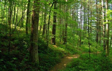 Fondul forestier al Romaniei a crescut cu peste 9.300 hectare in 2013