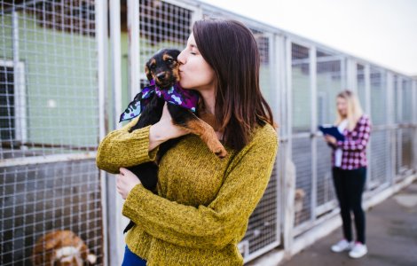 Târg de adopție a câinilor, organizat sâmbătă la București