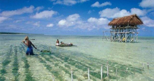  Video  Efectul incalzirii globale: O insula, pe cale de disparitie