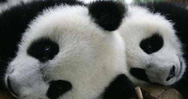 Agentile de pariuri din China se bazeaza pe ursi panda pentru CM