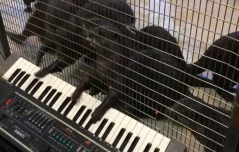  Video  Cum se comporta vidrele cand vad o orga electronica