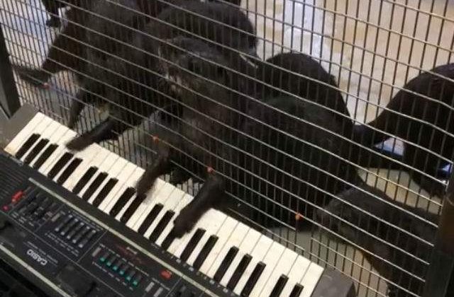 [VIDEO] Cum se comporta vidrele cand vad o orga electronica