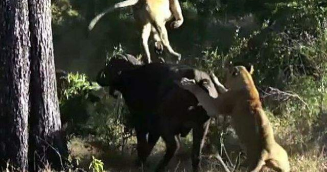  Video  Un bivol ataca violent doua leoaice