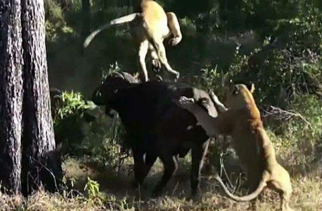 [VIDEO] Un bivol ataca violent doua leoaice