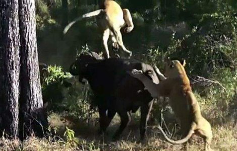  Video  Un bivol ataca violent doua leoaice