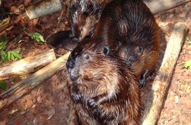 [VIDEO] Castorul european a revenit in Romania, dupa o absenta de 200 de ani