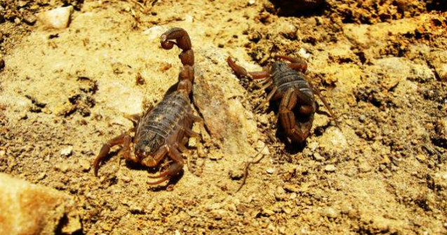 SUA: Hamburgeri cu lacuste si acadele cu scorpioni, servite pentru o cauza umanitara