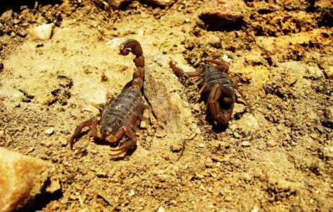 SUA: Hamburgeri cu lacuste si acadele cu scorpioni, servite pentru o cauza umanitara