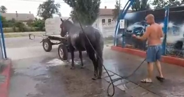VIDEO Imagini virale în Timiș. Un bărbat și-a răcorit calul la spălătoria auto