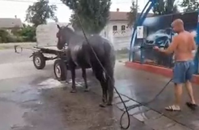 VIDEO Imagini virale &icirc;n Timiș. Un bărbat și-a răcorit calul la spălătoria auto